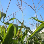 Corn-Closeup-150x150.jpg