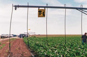 T-L Precision Mobile Drip Irrigation System