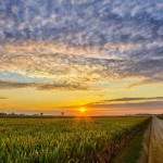 Corn Field Sunset