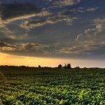 Soybean Field Sunset