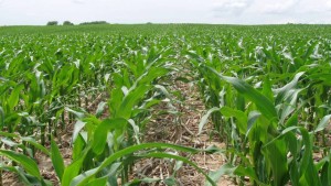 Young Corn Field