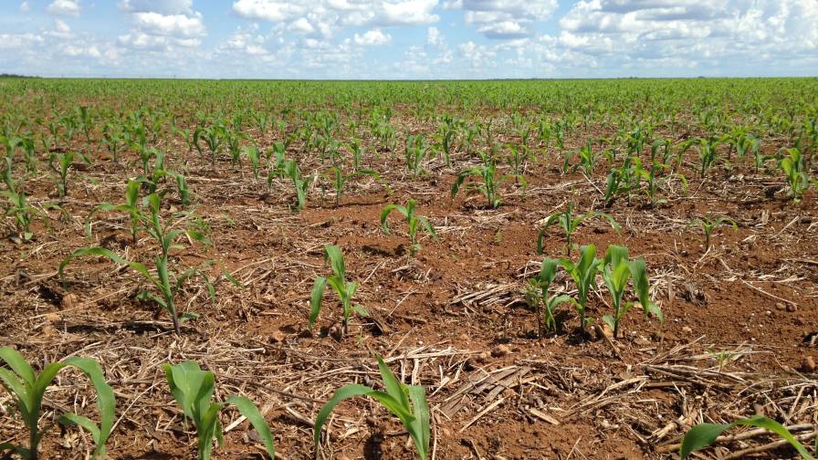 Brazil soil corn crop