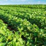 Brazil-Soybean-field