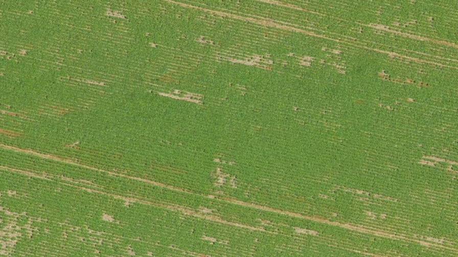 Soybean field in Mato Grasso, Brazil photographed by drone