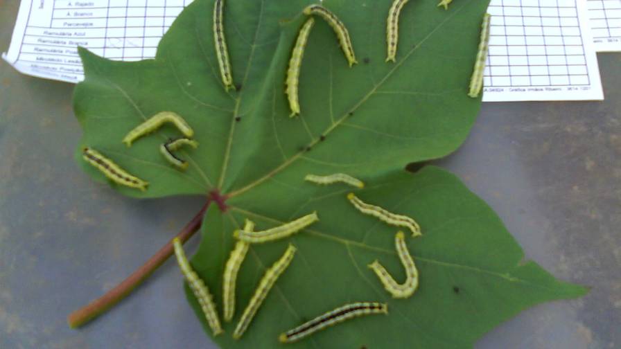 Pests-on-cotton-crop-leaves