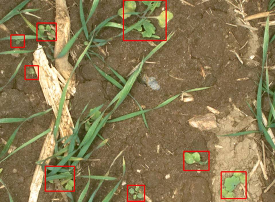 Computer Growing Weeds How Computer Vision Is Fast Becoming the Backbone of Next-Generation ...