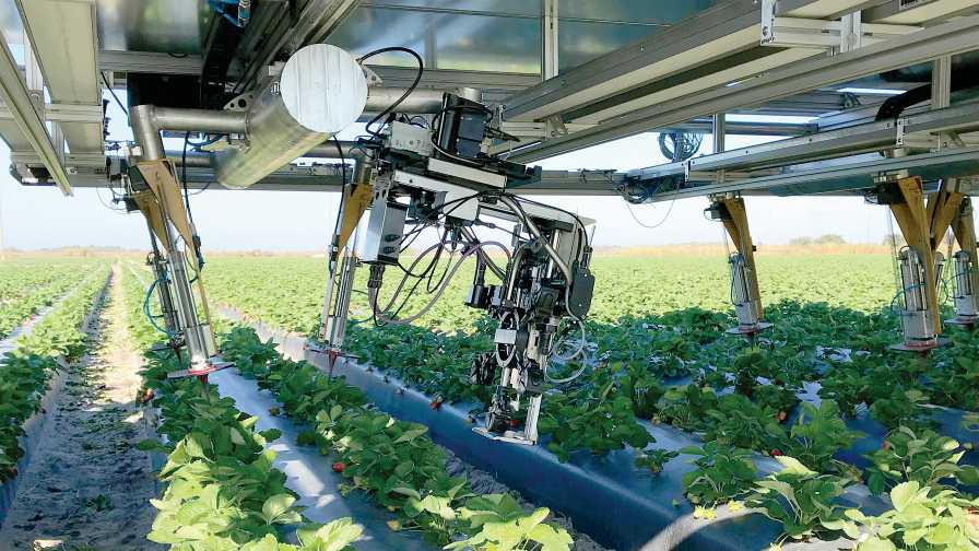 CROO Robotics’ automated strawberry harvester