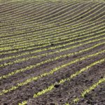 Soil-Corn-plants-field