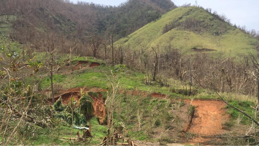 Puerto Rico: Drones Measure Climate Change’s Impact on Agriculture