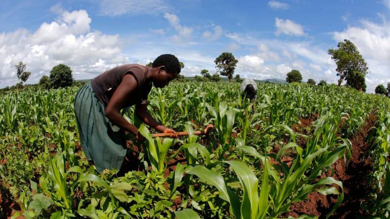 Africa: Satyukt Analytics, Volt Harvest Technologies Partner to Transform Agriculture in Kenya with Satellite-Powered Intelligence Africa: Satyukt Analytics, Volt Harvest Technologies Partner to Transform Agriculture in Kenya with Satellite-Powered Intelligence