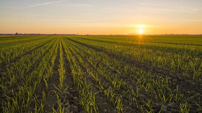 Young-wheat-crop-during-sunset