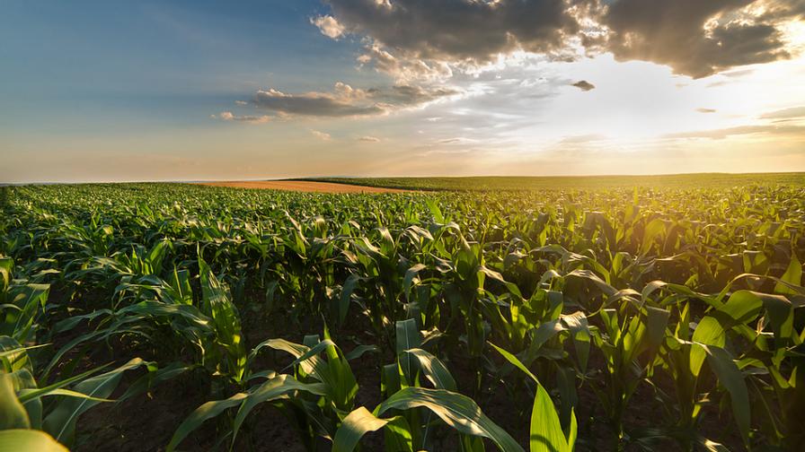 corn sunset