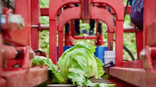 ids-agri-epicentre-lettuce-conveyer.jpg_ico500.jpg