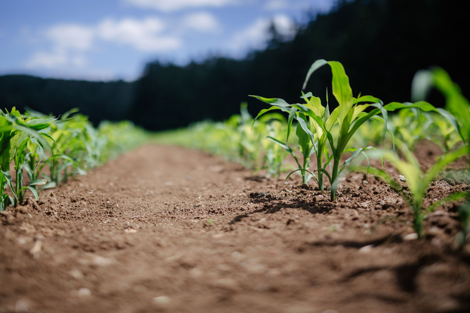 cornfield