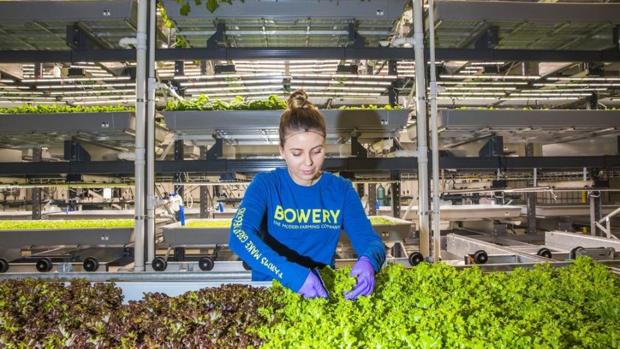 Bowery-Farming-Photo-Greenhouse-Grower.jpg