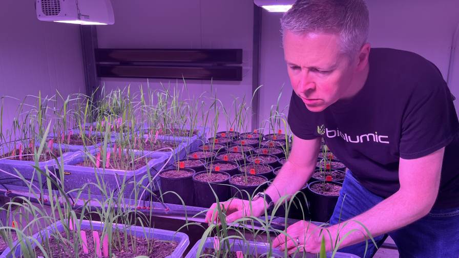 BioLumic CTO Jason Wargent assesses UV Light Seed Treatment on Rice