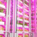 China-Vertical-Farm-Photo-CGTN-150x150.jpg