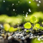 Young-Plant-water-150x150.jpg