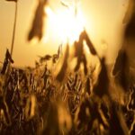 Zema Global and SatYield Bring Satellite-Based Crop Intelligence to Agricultural Commodity Markets