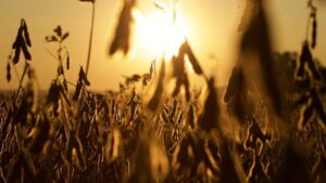 Zema Global and SatYield Bring Satellite-Based Crop Intelligence to Agricultural Commodity Markets