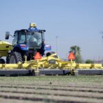 Niqo Robotics Charts Path to Profitability as Physical AI Weeding Platform Expands into New Crops, Markets, and New Generation of Products
